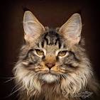 Maine Ideal Cat Breed Information, Pictures ...