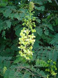 Image result for Caesalpinia decapetala