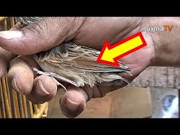 Burung falk muda jantan dan betina memang terlihat sama, sehingga cukup sulit untuk membedakan jantan dan betina. Ciri Ciri Burung Branjangan Jantan Youtube