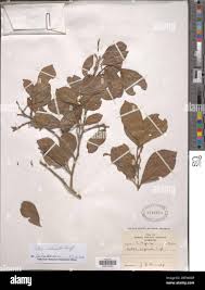 Image result for Celtis mildbraedii