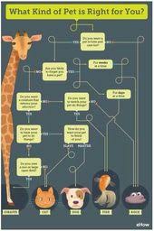 Some People Need To Be Redirected To This Flow Chart Decision Tree Pets What Kind Of Dog