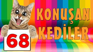 Konusan Kediler 68 En Komik Kedi Videolari 2020 Komik Kediler Kedi Komik