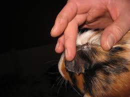 Wunde Auf Dem Kopf Meerschweinchen Krankheiten Gesundheit Meerschweinchen Ratgeber Community