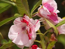 Balsam Plant Information Tips For Growing Balsam Plants Flower Seeds Online Plants Plant Information