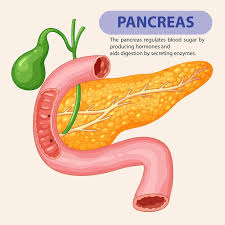 Image result for pancreas)