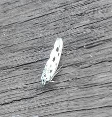 Image result for Ethmia dodecea