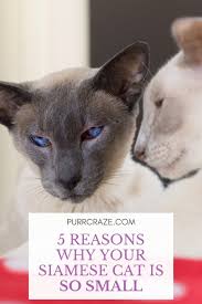 The pouch is roomy allowing your cat to stretch & get comfy. 5 Reasons Why Your Siamese Cat Is So Small Purr Craze