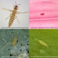 Image result for Onion Thrips