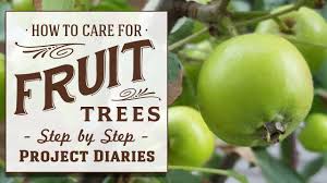 We did not find results for: How To Care For Fruit Trees In Containers Seasonal Growth Stages Tips Updates Youtube