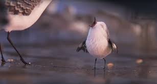 Bird From Finding Dory The Short Film Before Finding Dory Is Absolutely Gorgeous It S Pixar S Best Yet Pixar Shorts Piper Pixar Pixar