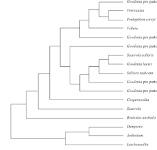 Image result for Athroisma gracile