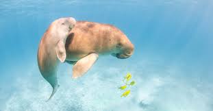 Dugongs (dugong dugon), also known as sea cows, have a broad but fragmented range, encompassing tropical waters from east africa to vanuatu, about 26 degrees both north and south of the equator. Cms Office Abu Dhabi A Decade Of Achievements Dugong