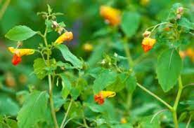 These plants can cause an allergic reaction in nearly 85% of the population. Jewelweed A Gem For Preventing Poison Ivy Rash One Earth Body Care