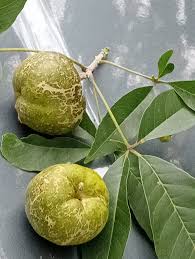 Image result for Thespesia garckeana