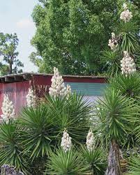 You need not to worry as this problem can be easily solved by applying natural fertilizers and by providing sufficient water and sunlight to the plants. When Yucca Stops Blooming And Flushing Fertilizer Build Up From Your Potted Plants Hgtv