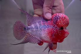 Saat ini ikan louhan tidak setenar dulu pada saat tahun 2000an. Budi Daya Ikan Louhan Super Red Dragon Antara News
