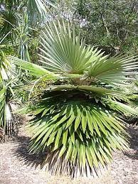 Image result for Coccothrinax