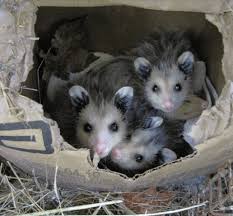 Can you domesticate a possum? Don T Make Fun Of Possums The Adirondack Almanack