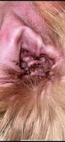 Image result for scabies dog ear