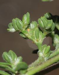 Image result for Polycarpaea prostratum