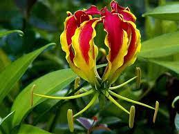 Top 10 Most Expensive Flowers In The World Pouted Com Unusual Flowers Beautiful Flowers Flowers