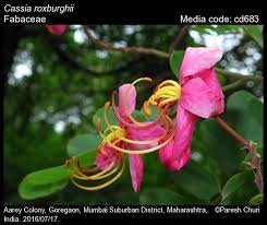Image result for Cassia burttii