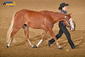 Hasenfuß Quarter Horses Philosophy