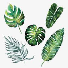 Millions Of Png Images Backgrounds And Vectors For Free Download Pngtree Watercolor Leaves Plant Art Tropical Art