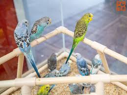 Birds For Sale In Florida Oh Hey There Every Birdy Birds Birdlove Budgies Pets Fly Insidepetlandflorida Petland Puppies Puppy Schedule Pets