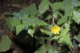 Image result for Sonchus luxurians