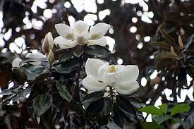We sell a variety of choices, even olive trees. Magnolias And Mint Juleps Beautifulgardener