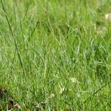 Image result for Acroceras zizanioides