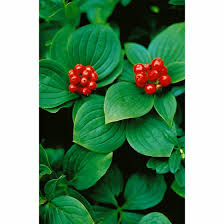 Später entstehen daraus zahlreiche leuchtend rote früchte. Cornus Canadensis Pflanzen Fur Dich De 4 99