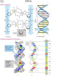 Biochemistry Charts For Classes Not Masses