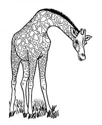À partir du centre du rectangle comment dessiner un girafe facilement ? Coloriage Girafe Maternelle Dessin Gratuit A Imprimer