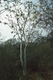 Image result for Albizia tanganyicensis