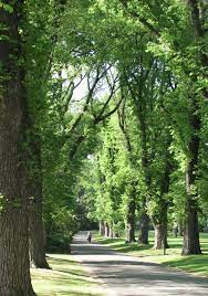 Berwind made his fortune in the coal industry. Elms In Australia Wikipedia