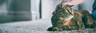 If your cat has eaten something toxic, your first instinct may be to try and force the cat to vomit and get the toxin out of their system. Know Why Your Cat Throws Up After Eating Hill S Pet