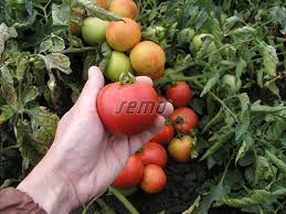 S., karla engliše 519/11, praha 5, 150 00, ičo: Rajce Kerickove Pavlina Zelenina Semo Prodej Osivo Semena Semo