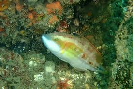 Image result for Oxyrhachis gracillima