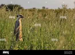 Image result for Schmidtia kalahariensis