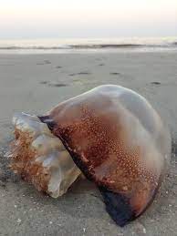 We did not find results for: Cabbage Head Jellyfish These Were Washed Up In Several Pla Flickr