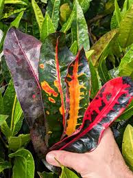 Image result for Codiaeum