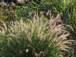 Пенисетум ( pennisetum alopecuroides 'japonicum') x 1 удалитьworking. Feines Federborstengras Karley Rose Bestes Stauden Wissen