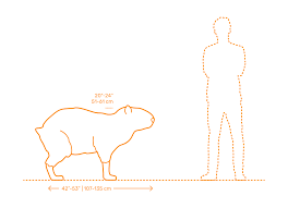 Capybaras actually cost about the same as a pedigreed dog, not even a fancy breed. Capybara Dimensions Drawings Dimensions Com