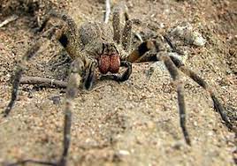 Die brasilianische wanderspinne gilt als die giftigste spinne der welt, die jährlich zahlreiche todesopfer in südamerika fordert. Phoneutria Wikipedia