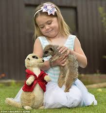 Who Would Have A Meerkat As A Pet These People Find Out Meerkat Pets Animals