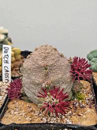 Image result for Pseudobromus engleri