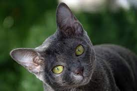 Die korat ist eine äußerst anhängliche und gesellige katze, was eine einzelhaltung nahezu ausschließt. Korat Katze Charakter Haltung Pflege Zooplus