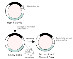 Over the past century, the mouse has developed into the premier mammalian model system for genetic research.scientists from a wide range of biomedical fields have gravitated to the mouse because of its close genetic and physiological similarities to humans, as well as the ease with which its genome can be manipulated and analyzed. Recombinant Dna Wikipedia